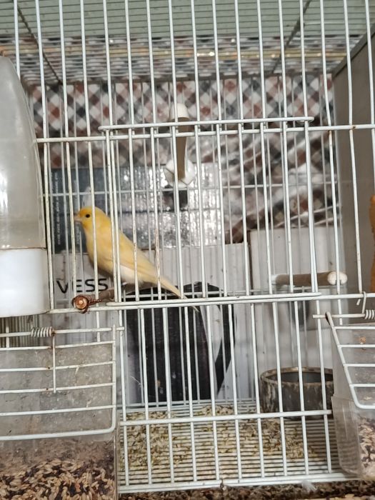 Canari de vânzare