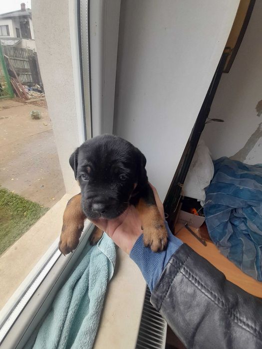 Ofer metisi cane corso- rotweiler