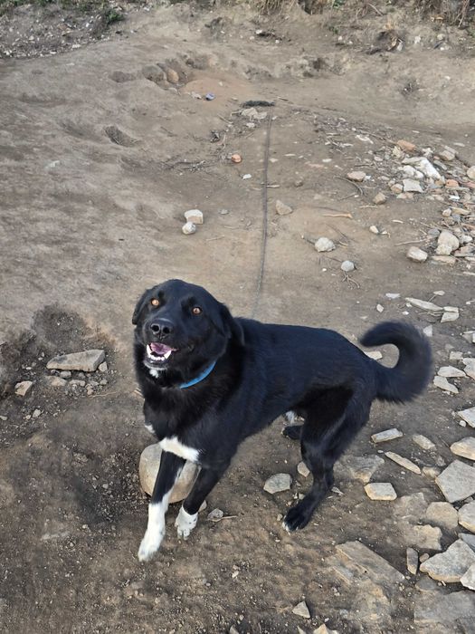 Куче на 2г. Обучен пазач на 100%  500лв.