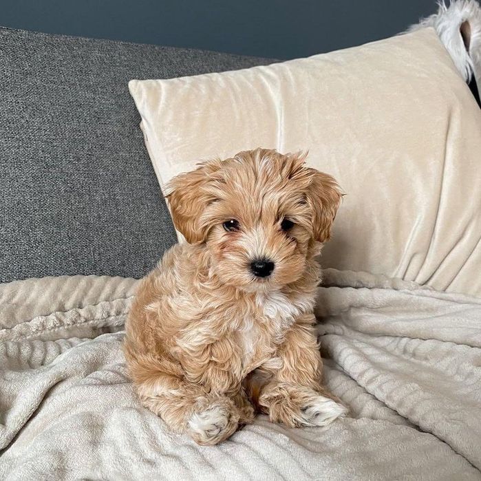 Maltipoo băiețel