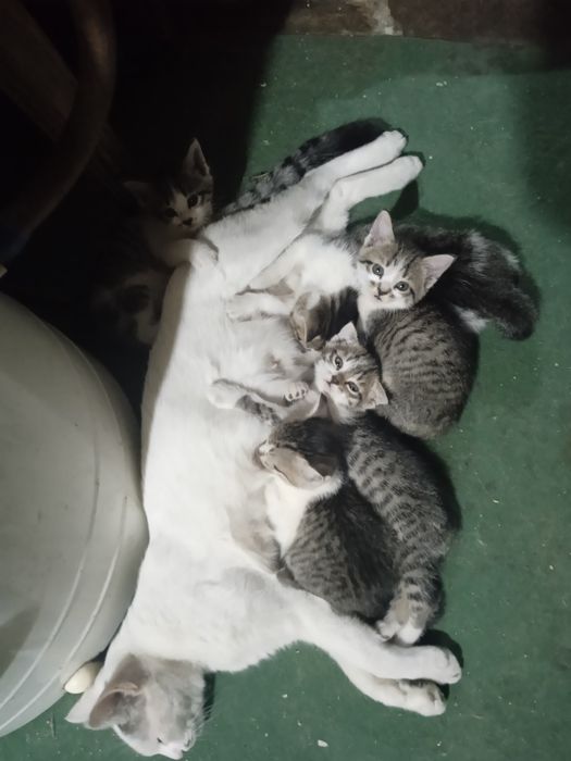 Котята 5 шт Шымкент ул Туркестанская 225