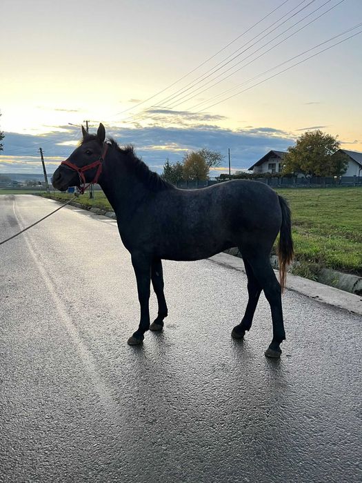 Vând mânză de 1 an și jumătate