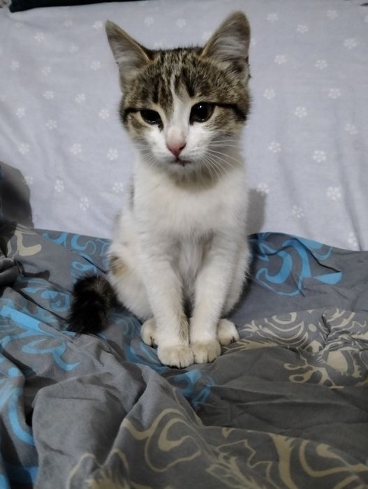 кошечка. 2 месяца