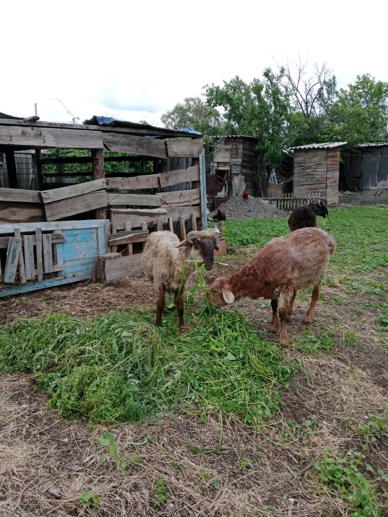 Продам кошкаров,молодые