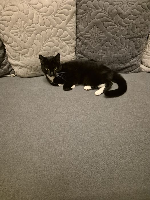 Отдам в добрые руки  кошечку.