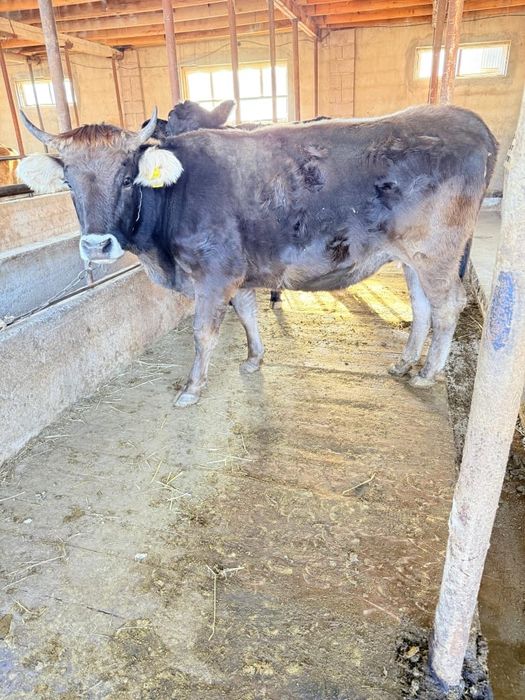 Продам стельных коров.