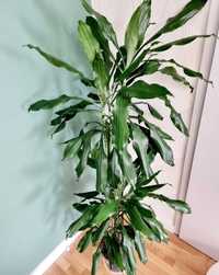 Plante seminte gradina FloraSelf Dracaena Fragrans planta verde vie in