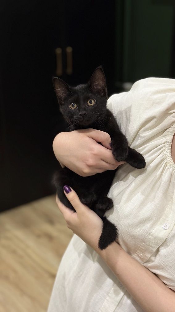 Отдам  бесплатно котенка
