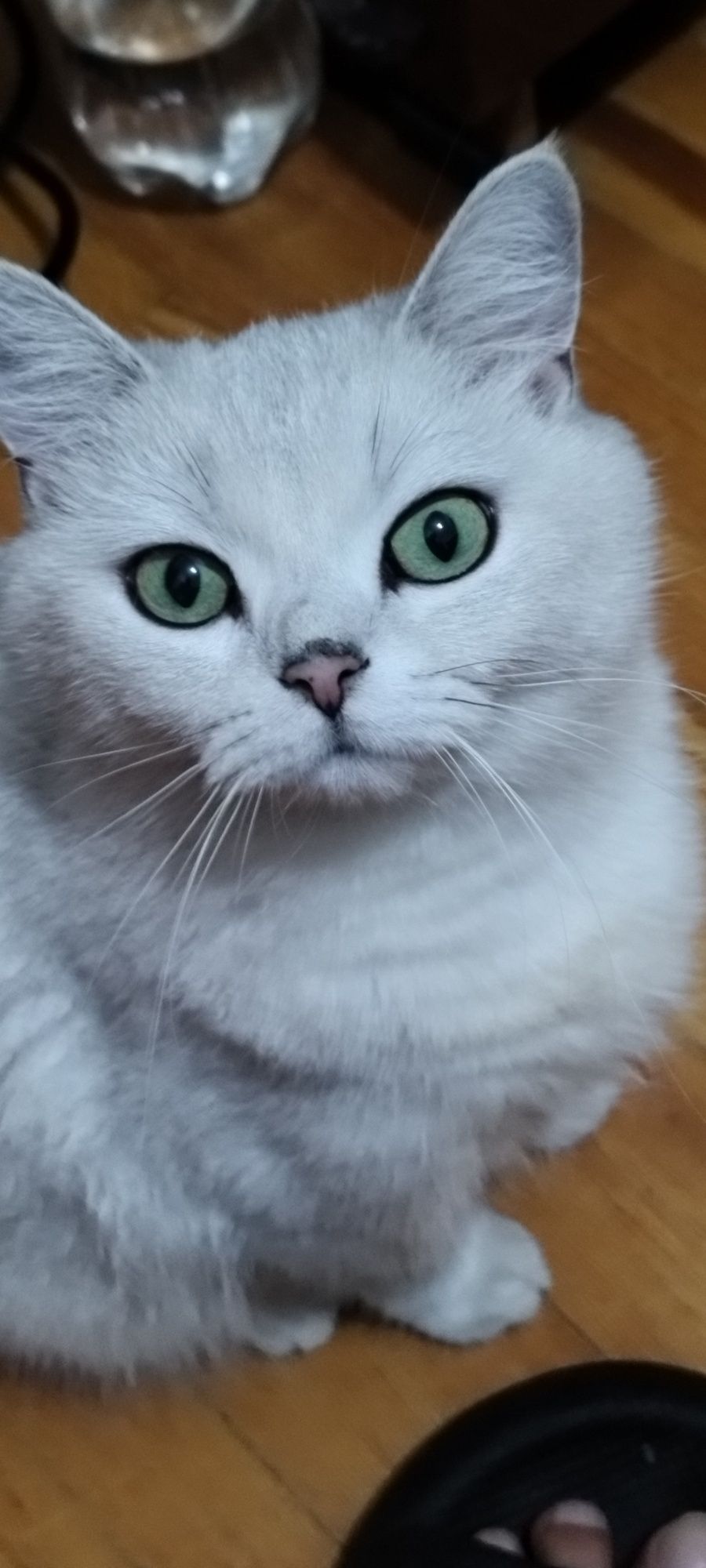 Отдам в добрые руки кошку 2, годика