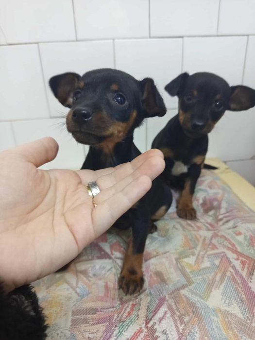 Fe vânzare Pincher pitic