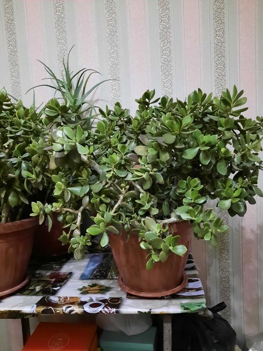 Продаются комнатные цветы Толстянка также известные как Денежные цветы