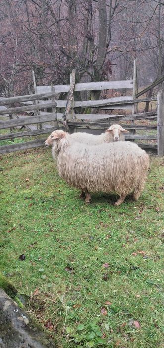 Vând un berbec si o mioară