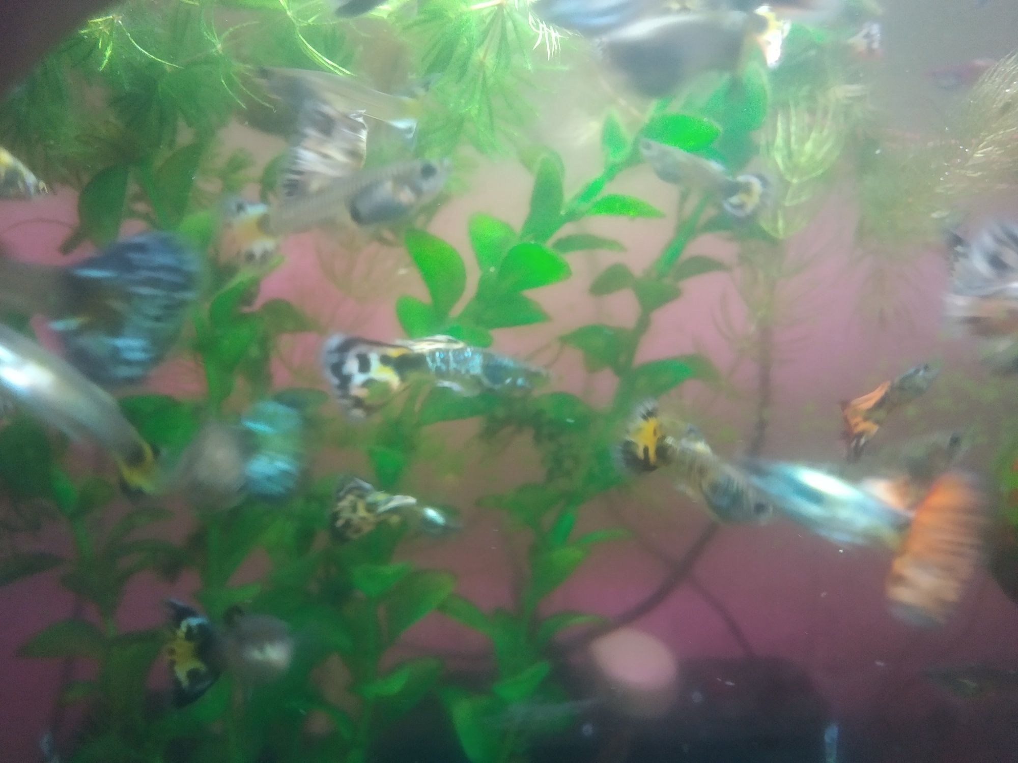 Рыбки Гупи аквариумные