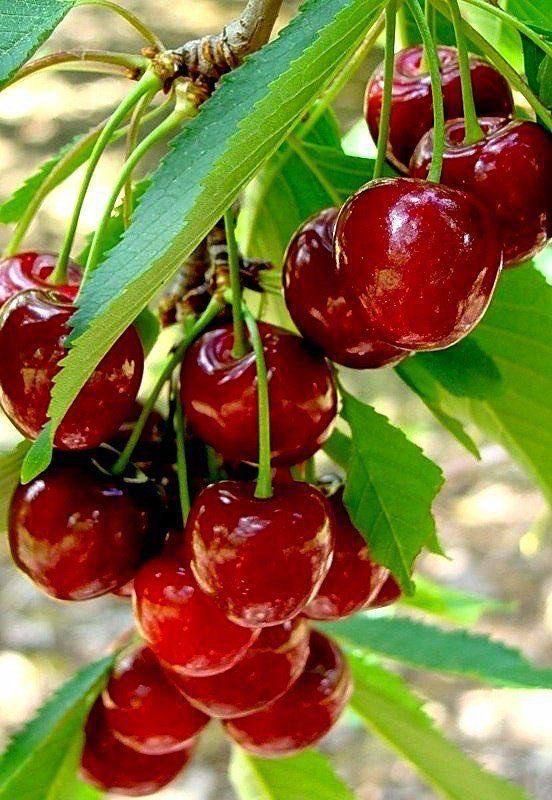 Продам вишню садовую