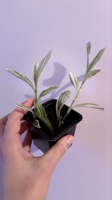 Традесканция белоцветковая, комнатные растения