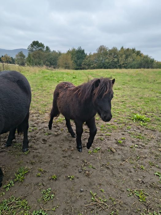 Manz ponei, armăsar