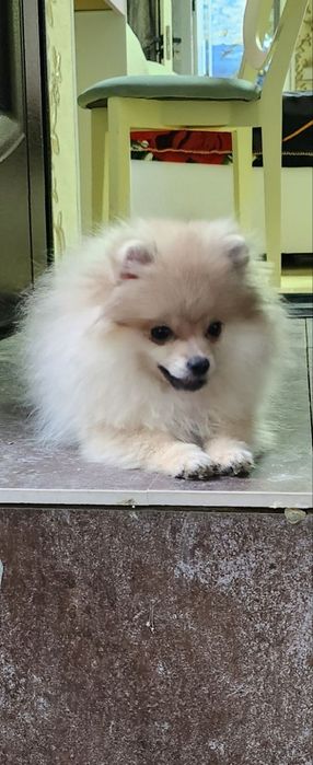 Продается собака