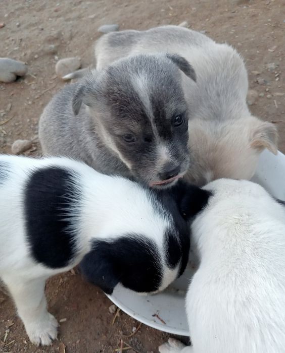 Щенки в добрые руки Ташкент