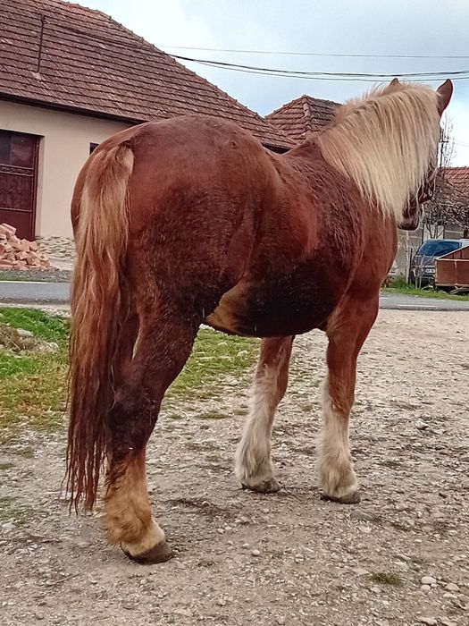 Vând manză de 2 ani