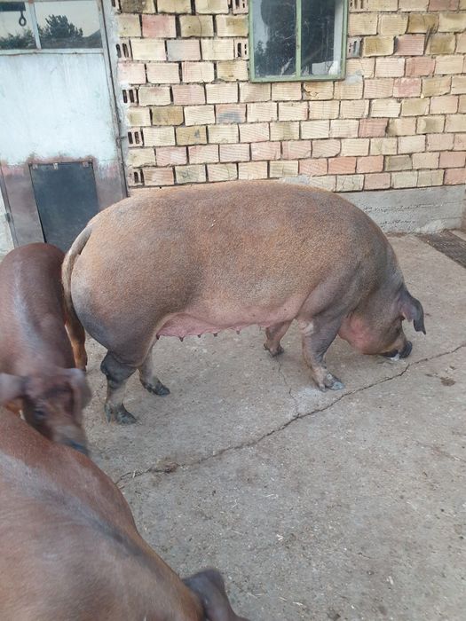 Дюрок прасе женско