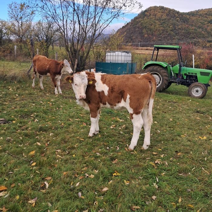 Vacă cu vițea de vînzare