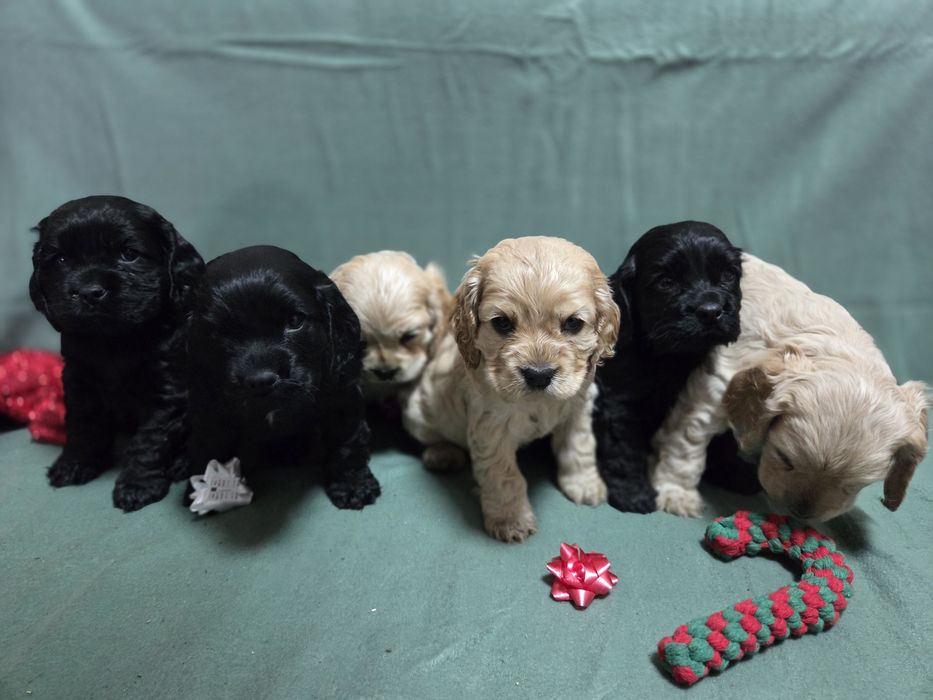 Продавам малки сладки кученца кокер шпаньол