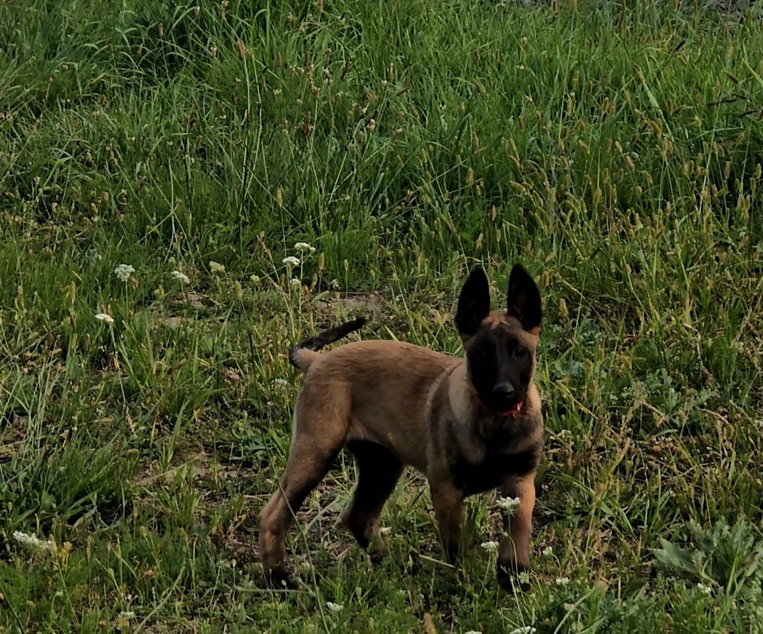 Ciobănesc belgian malinois femela cu pedigree