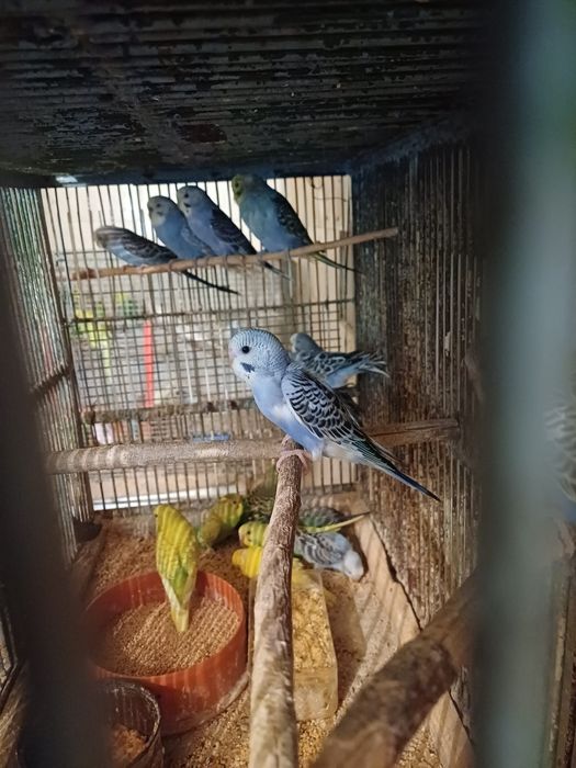 Peruși masculi și femele și pui