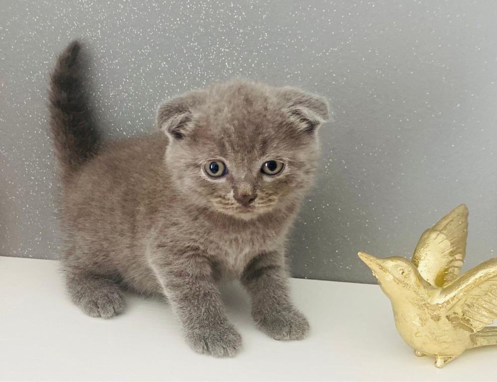 In cautare de casuta pisici Scottish fold