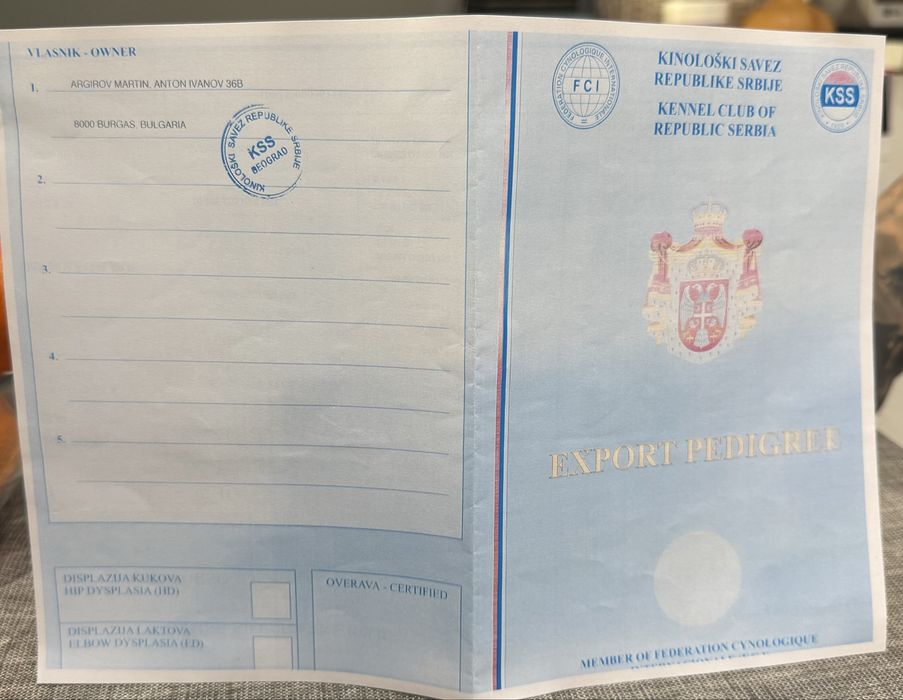 Уникални кученца кане корсо италяно,шоу клас чистокръвни.