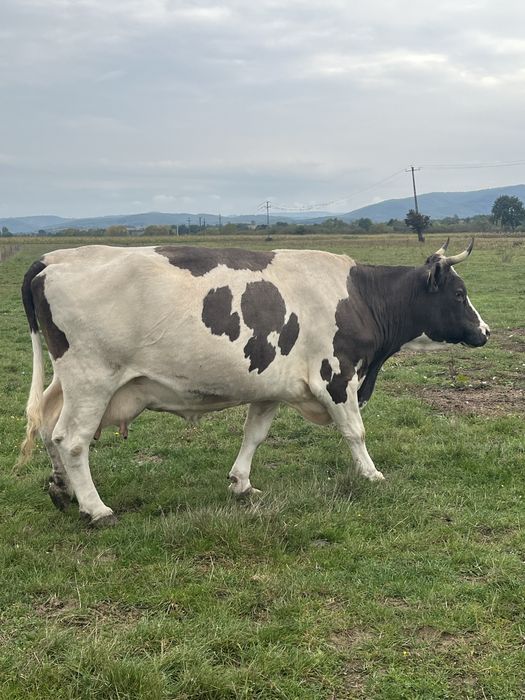 Lot de 13 vaci de lapte inscrise in COP