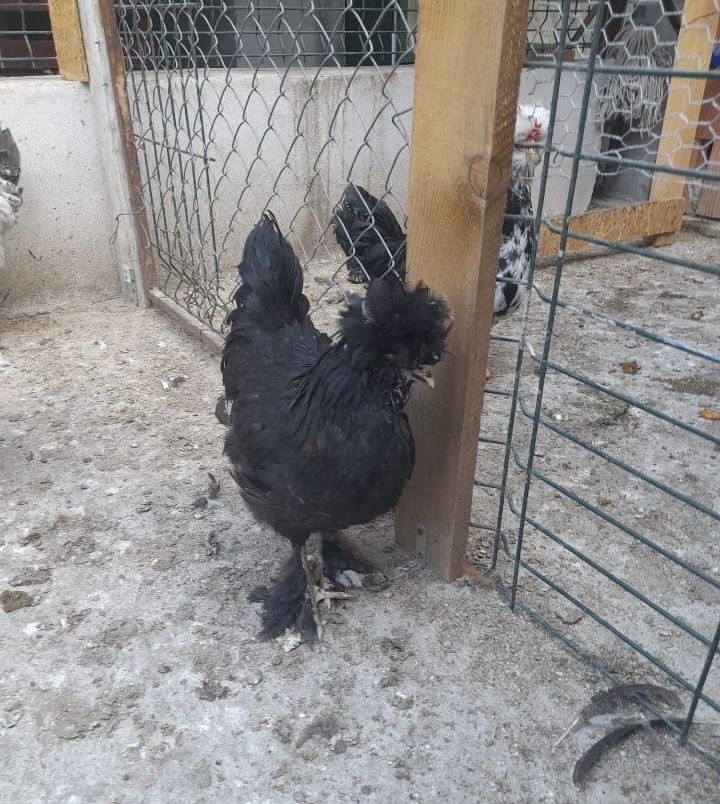 Pui gaina motati