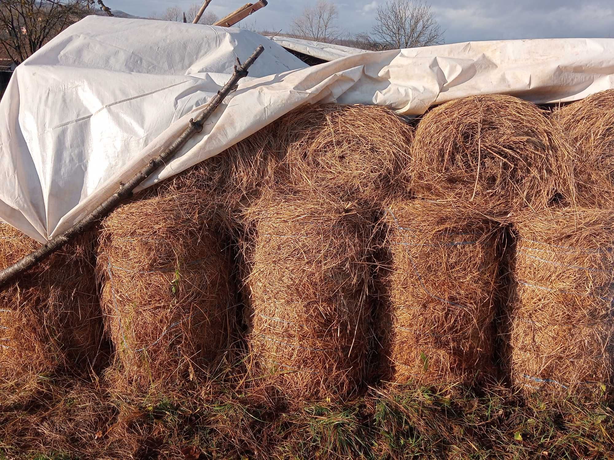 Baloți rotunzi ,30-35 kg ,2023 . 16 lei bucata