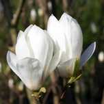Magnolia Soulangena Alba Superba