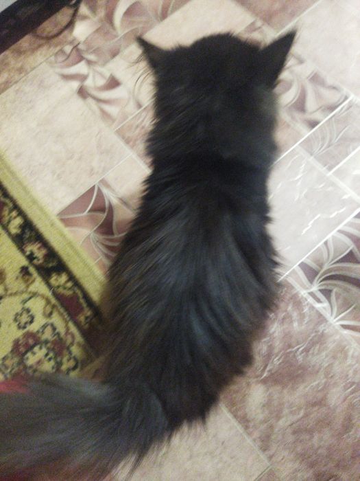 отдам котенка девочку в добрые руки