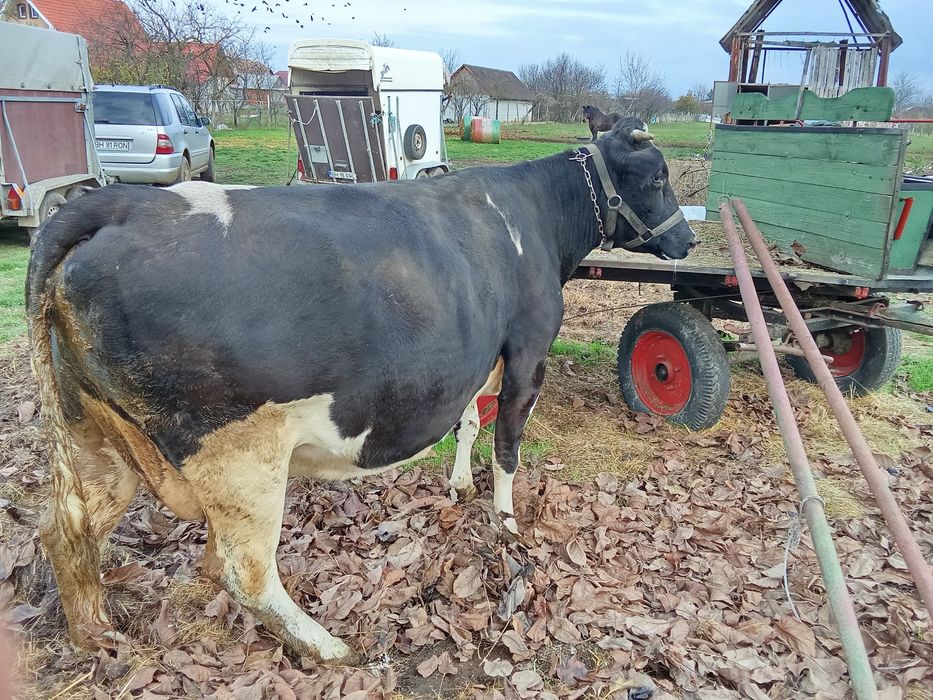 Vaca gestanta și la schimb