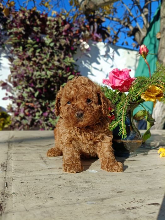 Той пудел(червен)