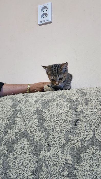 Кошка золотистая шиншилла