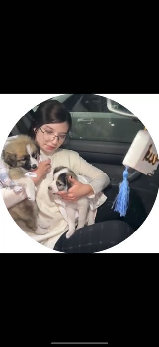 Породистая собака