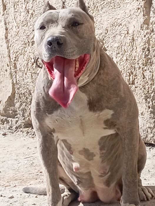 Пидбуль щенок продается