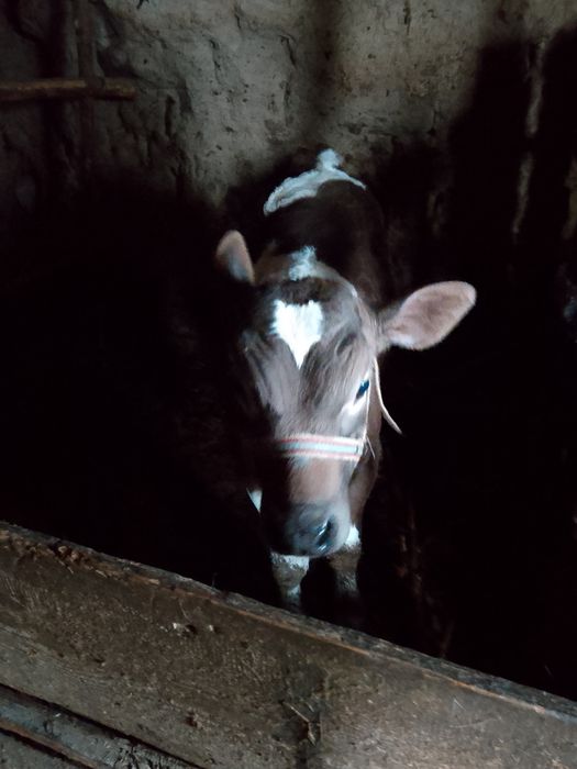 Vând vițel comuna Cristinești judetul Botoșani