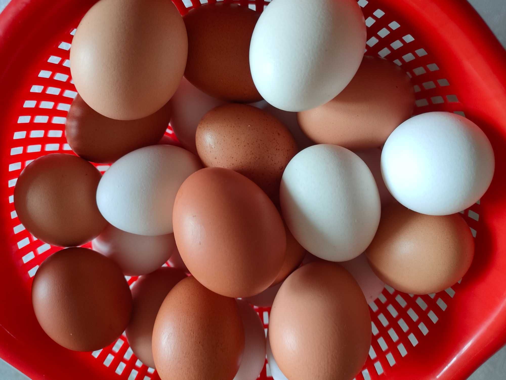 Домашние яйца, всегда свежие. Десяток - 800 тг. Р/н 8 школы-Универмага