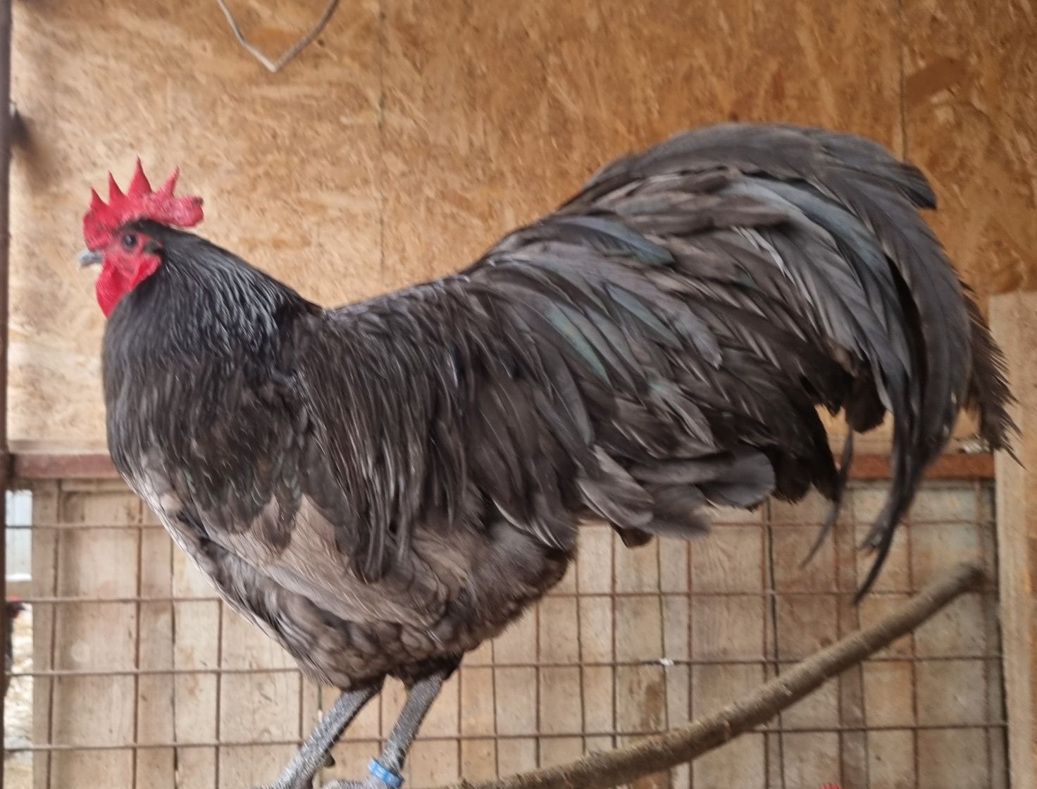 Ouă pentru incubat! Australorp