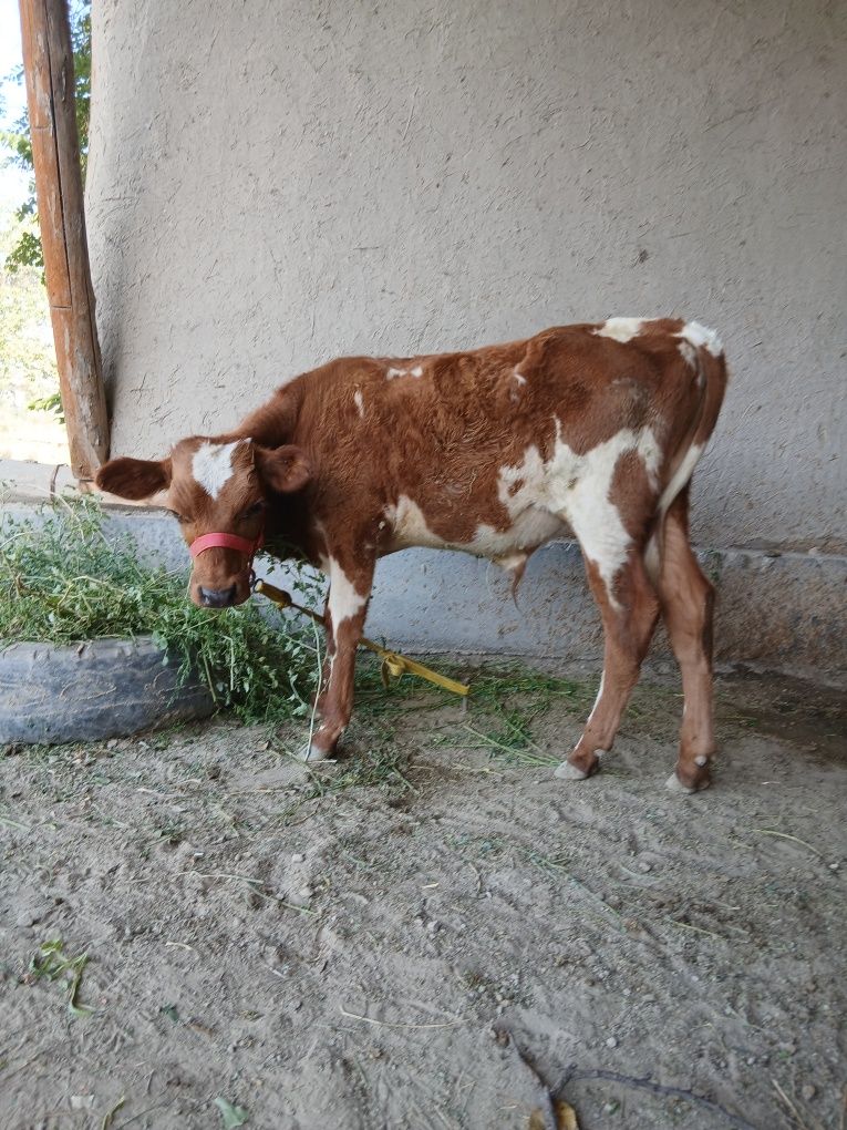 Ona bacha sigir sotiladi zôr yuvoshgina mol