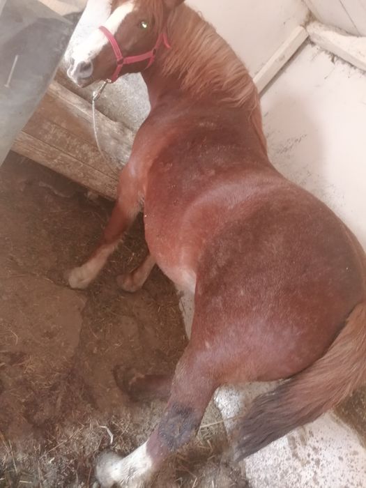 Vând iapă 6 ani pt mai multe detalii la nr de telefon