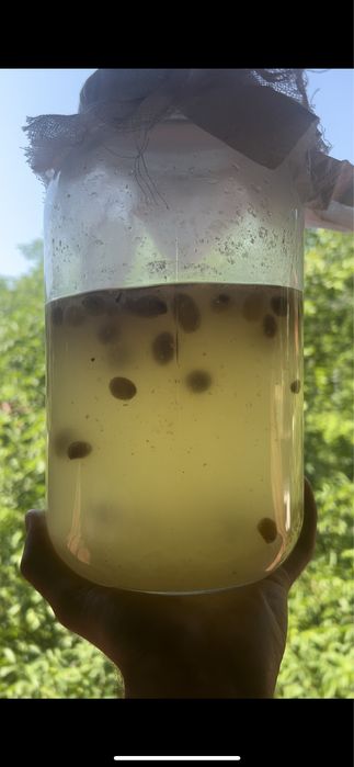 Probiotice Kombucha, Kefir de Apă și de Lapte de Capră Fermentat