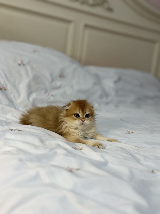 Золотая шиншилла