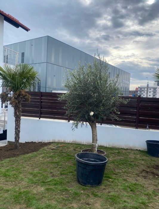 Măslini seculari transportul este gratuit
*avem toate dimensiunile.
*p