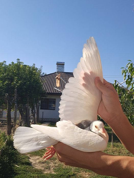 Porumbei Voiajori Masculi