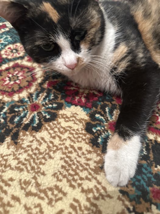 Кошка 1000 тг на добрые руки добрая два годика не рожает